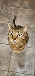 Lost Male Cat last seen N Smith st & N St Johns Ave, Portland, OR 97203