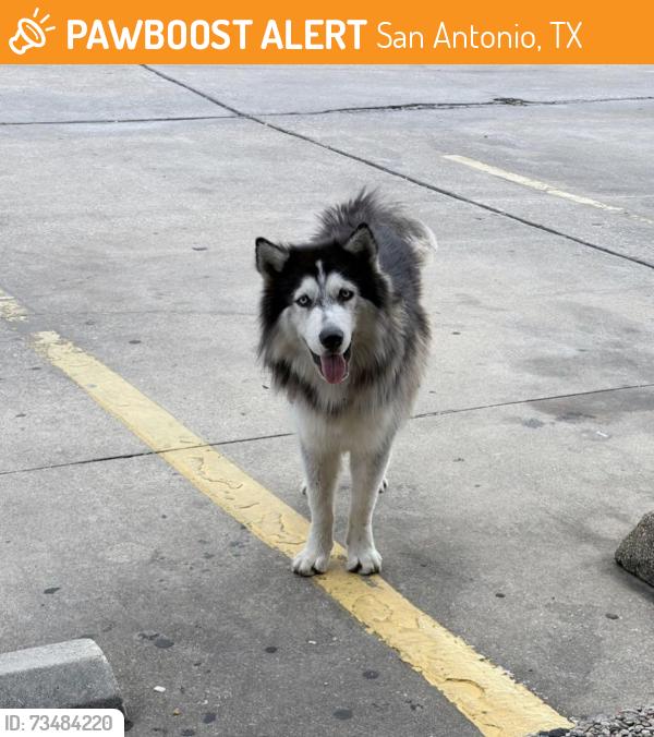 Found/Stray Unknown Dog last seen Bill Miller on Probandt, San Antonio, TX 78204