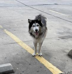 Found/Stray Unknown Dog last seen Bill Miller on Probandt, San Antonio, TX 78204