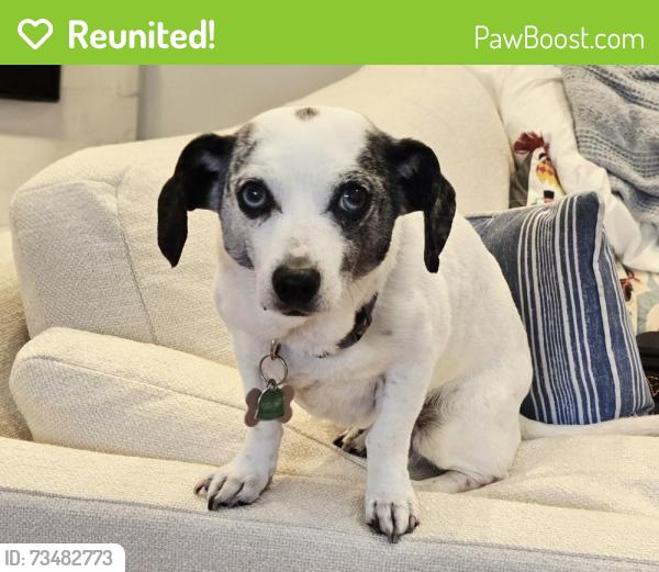 Reunited Female Dog last seen NW 106TH & NW 35TH in Felida, Felida, WA 98685