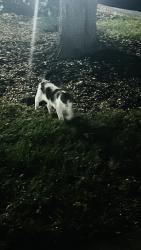 Found/Stray Unknown Cat last seen Shales and Dancing Bear lane, Elgin, IL 60120