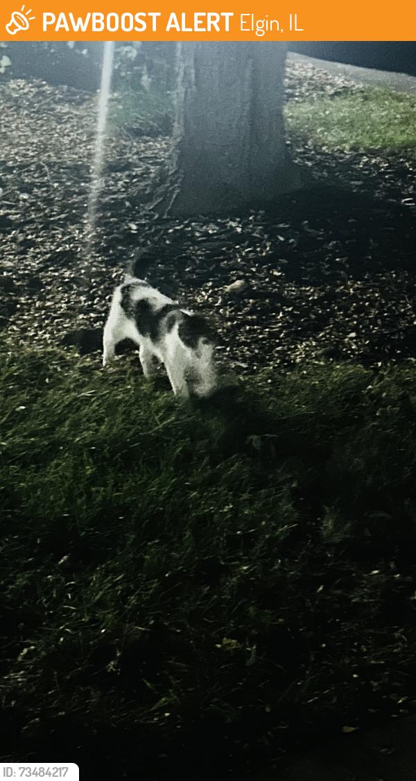 Found/Stray Unknown Cat last seen Shales and Dancing Bear lane, Elgin, IL 60120
