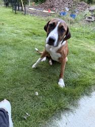 Found/Stray Female Dog last seen Johnson Davis and Neck Road, Huntersville, NC 28078