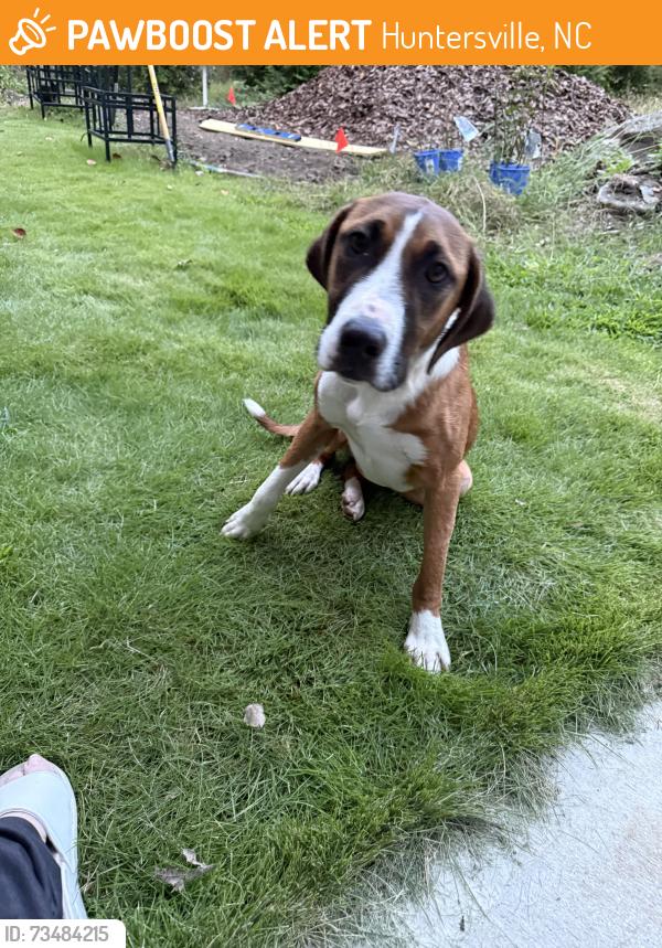 Found/Stray Female Dog last seen Johnson Davis and Neck Road, Huntersville, NC 28078