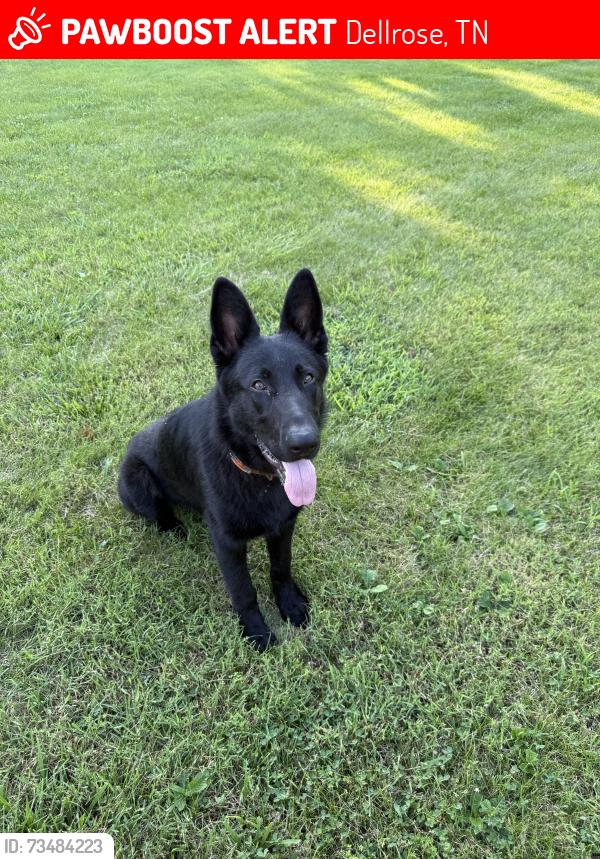 Lost Male Dog last seen Corner Pit BBQ, Dellrose, TN 38459