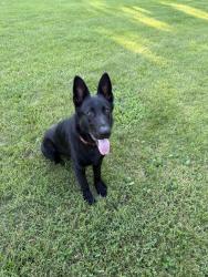 Lost Male Dog last seen Corner Pit BBQ, Dellrose, TN 38459
