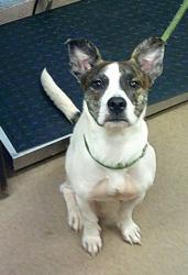 Shelter Stray Male Dog last seen Near Tulip Drive, 30032, GA, 3280 Chamblee Dunwoody Rd, Chamblee, GA 30341, USA