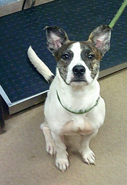 Shelter Stray Male Dog last seen Near Tulip Drive, 30032, GA, 3280 Chamblee Dunwoody Rd, Chamblee, GA 30341, USA