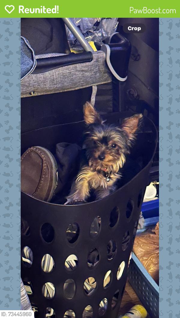 Reunited Female Dog last seen Countyline Church Rd and Blantons Rd, Ruther Glen, VA 22546