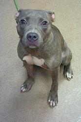 Shelter Stray Female Dog last seen Near Tulip Drive, 30032, GA, 3280 Chamblee Dunwoody Rd, Chamblee, GA 30341, USA