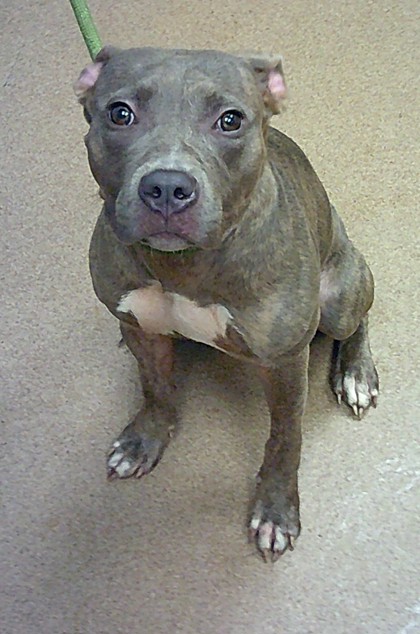 Shelter Stray Female Dog last seen Near Tulip Drive, 30032, GA, 3280 Chamblee Dunwoody Rd, Chamblee, GA 30341, USA