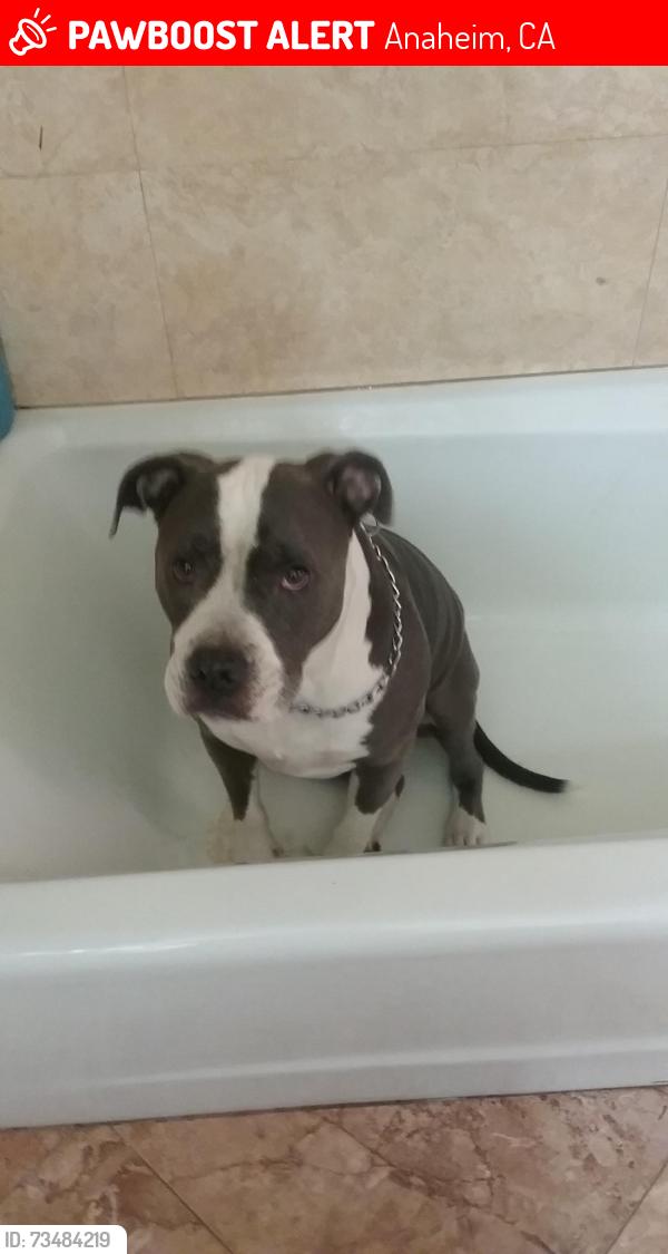 Lost Female Dog last seen Johns liquor, Anaheim, CA 92801