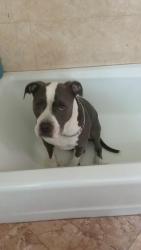 Lost Female Dog last seen Johns liquor, Anaheim, CA 92801