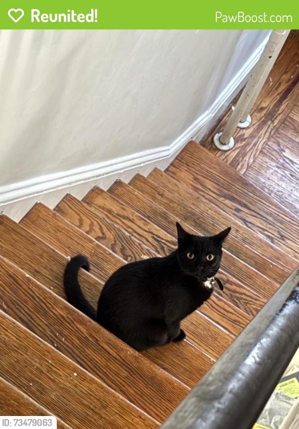 Reunited Female Cat last seen Blair St. & E Colombia, Philadelphia, PA 19125