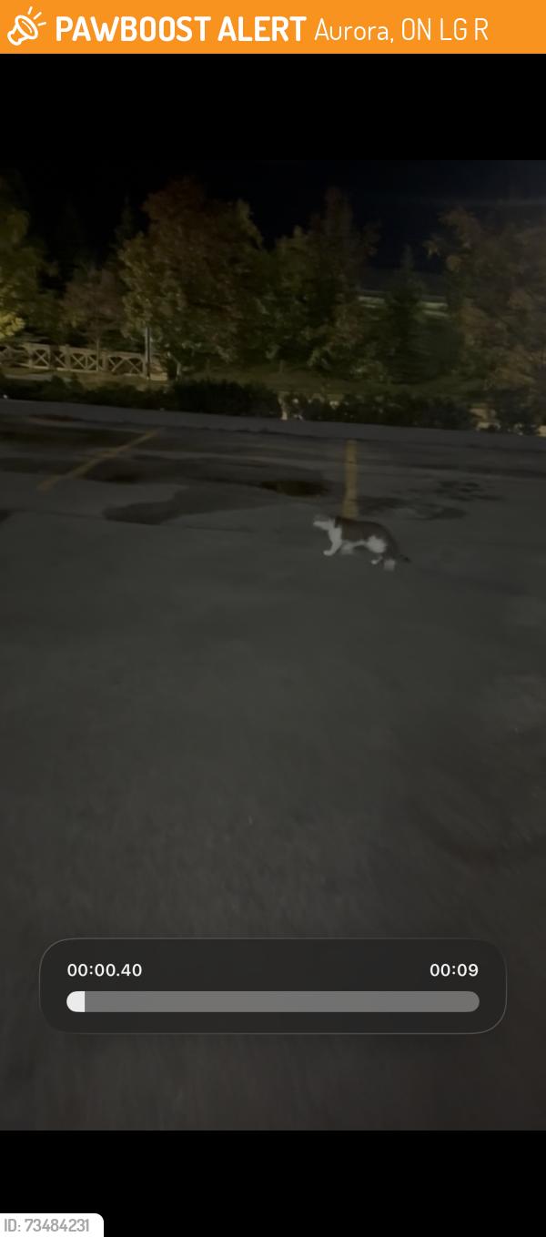 Found/Stray Unknown Cat last seen Lifemark, Aurora, ON L4G 0R5