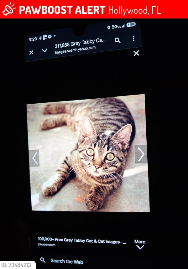Lost Male Cat last seen Near st & hollywood boulevard, Hollywood, FL 33020