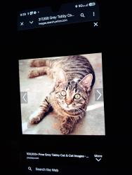 Lost Male Cat last seen Near st & hollywood boulevard, Hollywood, FL 33020