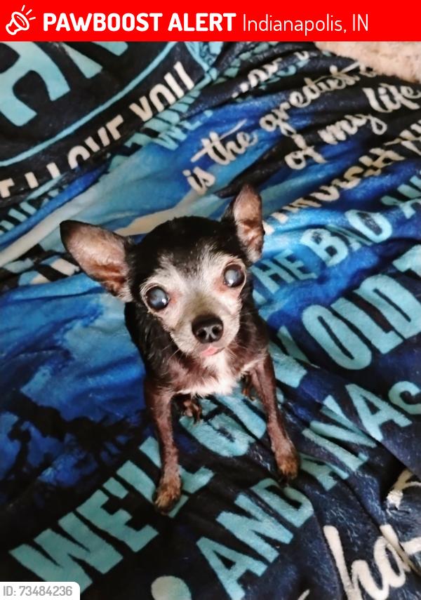 Lost Male Dog last seen Wondered out of back yard, Indianapolis, IN 46203