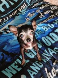 Lost Male Dog last seen Wondered out of back yard, Indianapolis, IN 46203