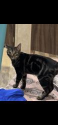 Reunited Male Cat last seen Near Green River Ln, Dickinson, TX 77539, USA, Dickinson, TX 77539