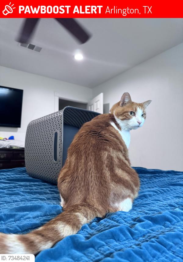 Lost Male Cat last seen Lynwood and Yellowstone, Arlington, TX 76013