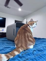 Lost Male Cat last seen Lynwood and Yellowstone, Arlington, TX 76013
