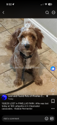 Lost Male Dog last seen Clearwater Cascades, Pinellas Park, FL 33782