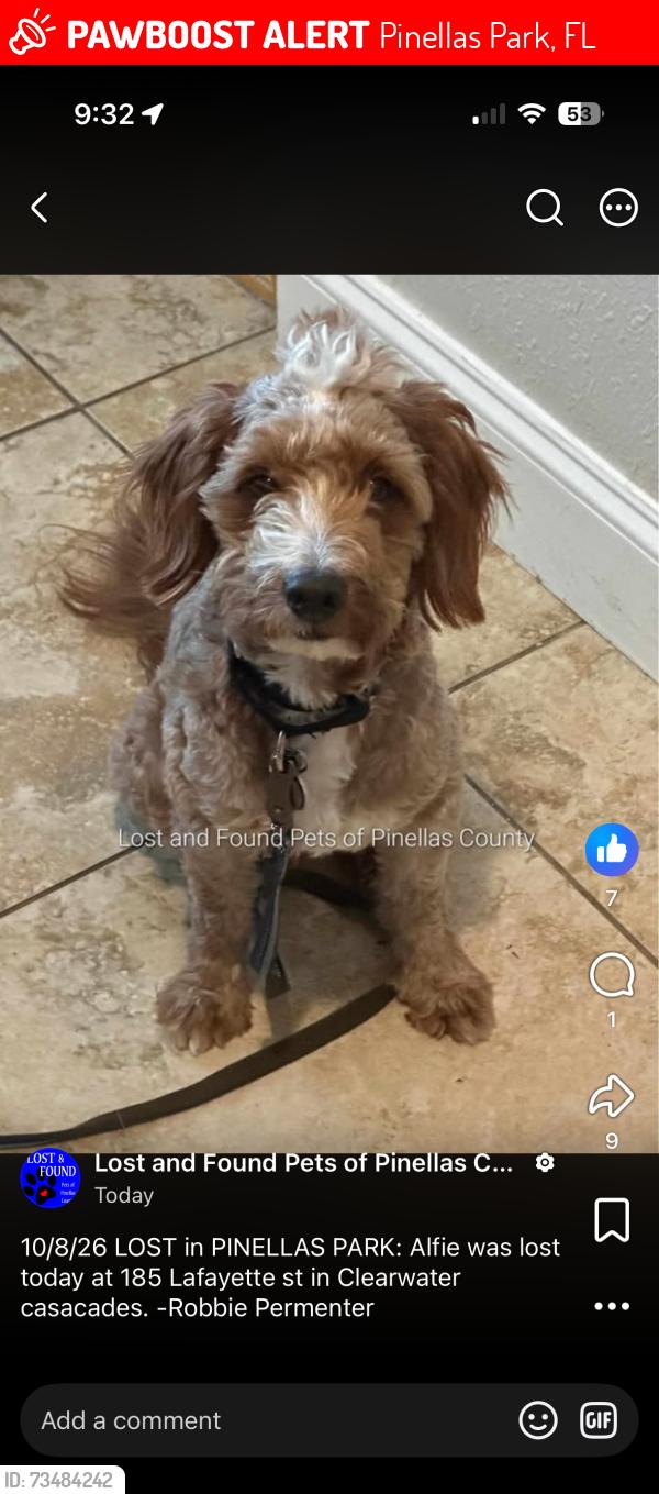 Lost Male Dog last seen Clearwater Cascades, Pinellas Park, FL 33782