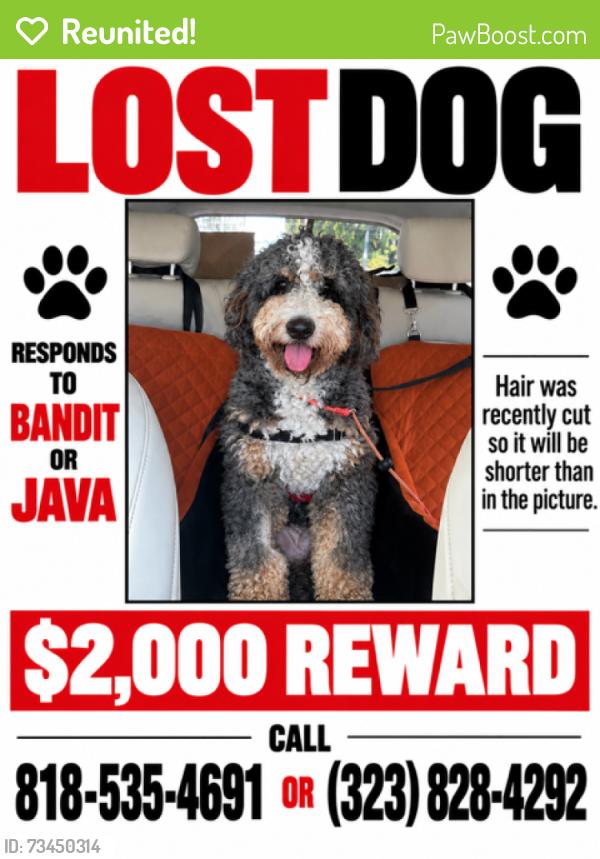 Reunited Male Dog last seen MacArthur Park, Los Angeles, CA 90057