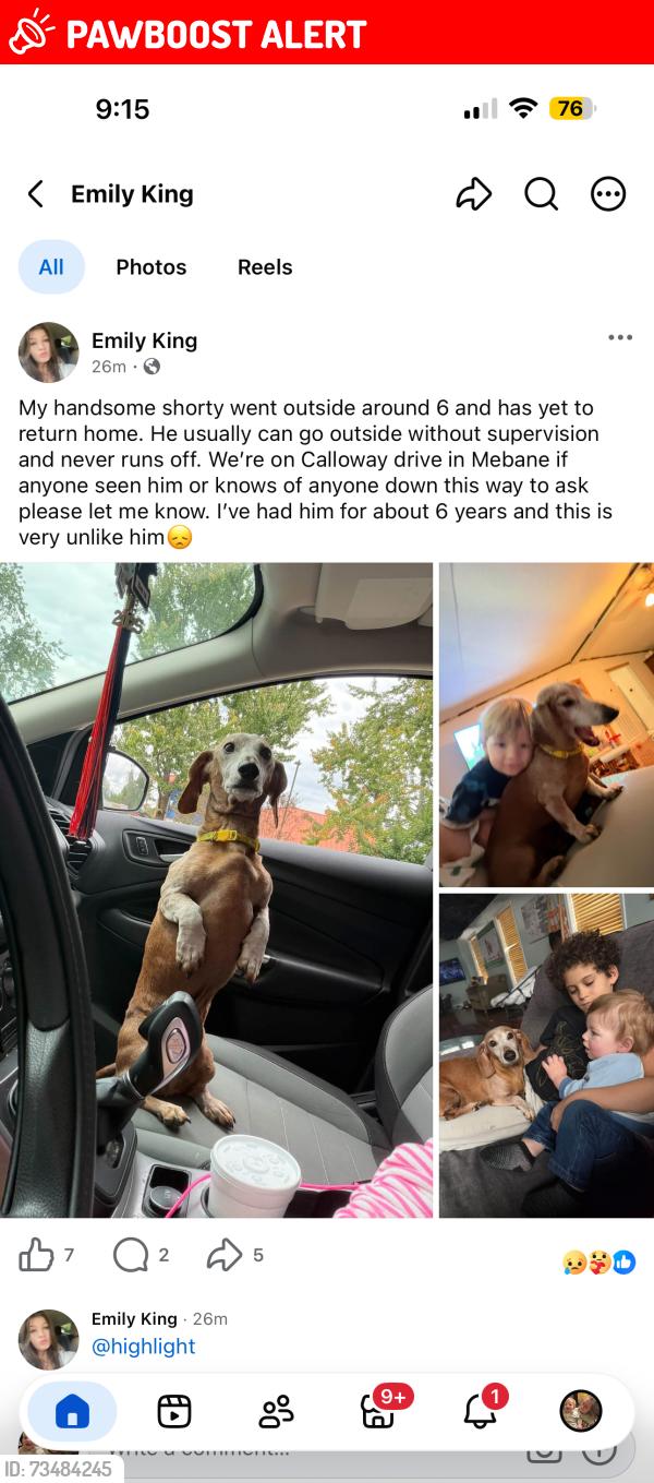 Lost Male Dog last seen Calloway dr, Alamance County, NC 27258