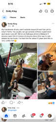Lost Male Dog last seen Calloway dr, Alamance County, NC 27258