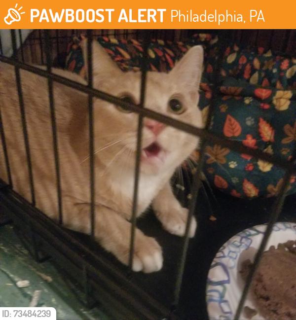 Found/Stray Male Cat last seen Summerdale and Devereaux Ave, Philadelphia, PA 19111