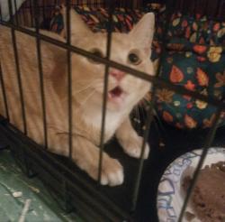 Found/Stray Male Cat last seen Summerdale and Devereaux Ave, Philadelphia, PA 19111