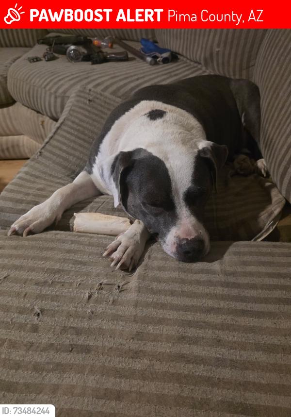 Lost Female Dog last seen Silverbell and Mullens rd, Pima County, AZ 85653