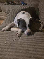 Lost Female Dog last seen Silverbell and Mullens rd, Pima County, AZ 85653
