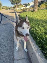 Found/Stray Male Dog last seen Azusa & Cameron, West Covina, CA 91791