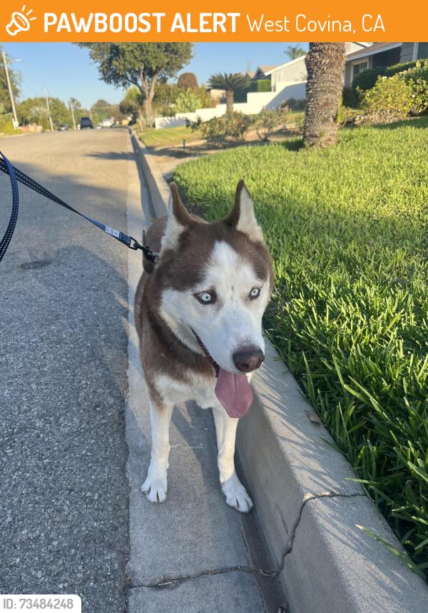 Found/Stray Male Dog last seen Azusa & Cameron, West Covina, CA 91791