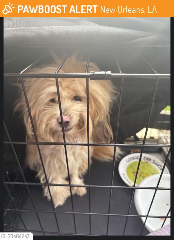 Found/Stray Male Dog last seen corinne street at Prentiss, New Orleans, LA 70127