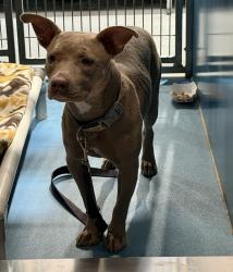 Shelter Stray Female Dog last seen Near Tuther Way, San Diego, CA, 92114, 5500 Gaines St, San Diego, CA 92110, USA