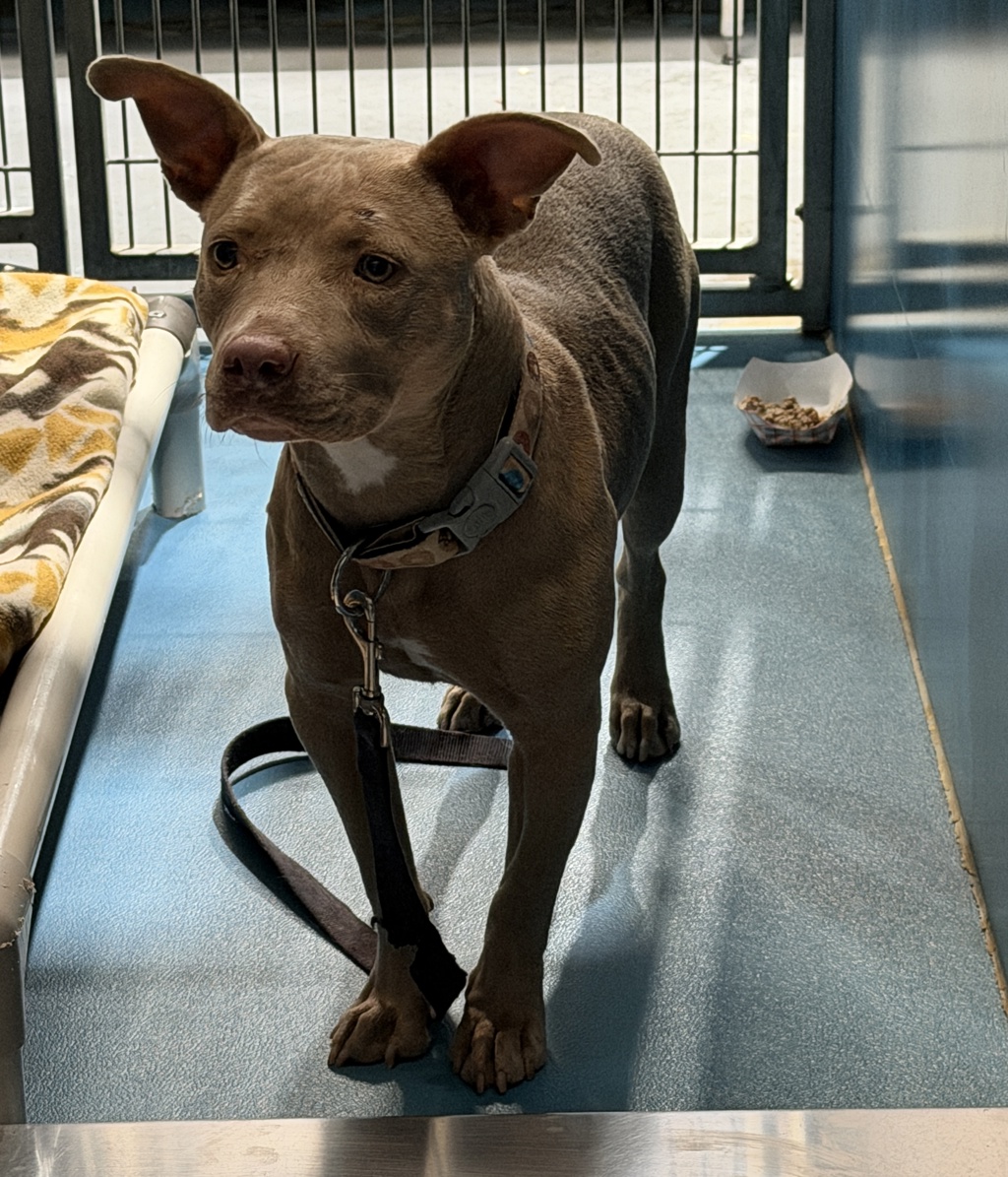 Shelter Stray Female Dog last seen Near Tuther Way, San Diego, CA, 92114, 5500 Gaines St, San Diego, CA 92110, USA