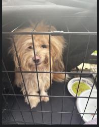 Found/Stray Male Dog last seen corinne street at Prentiss, New Orleans, LA 70127