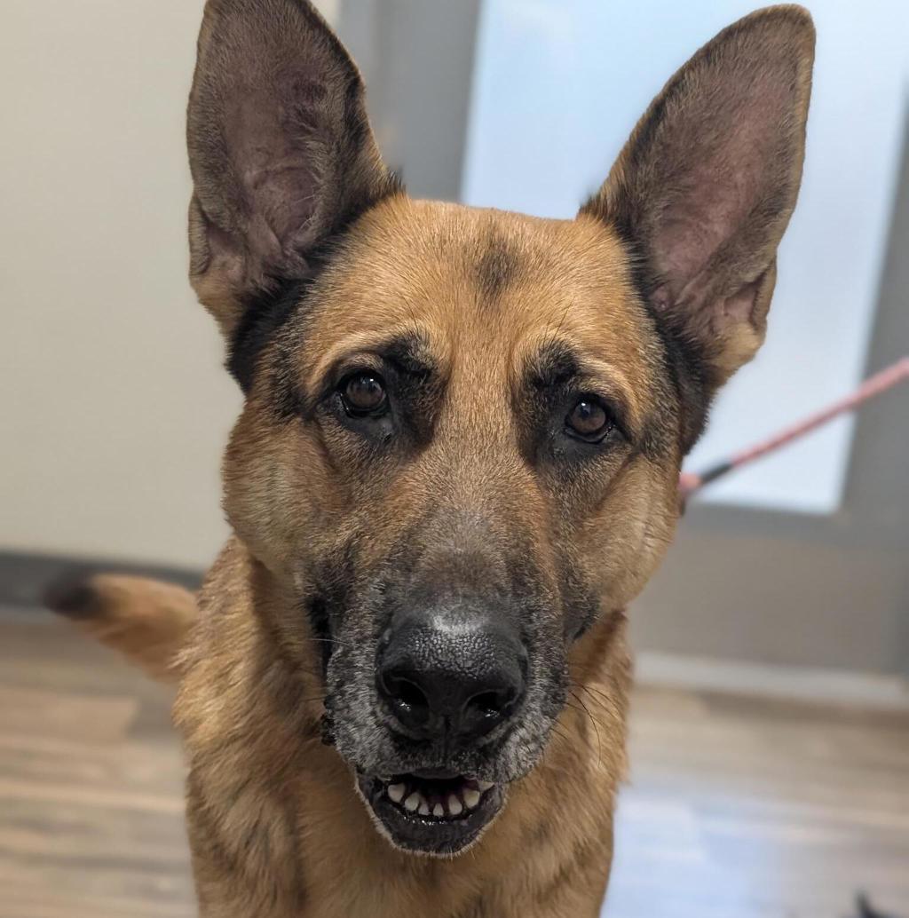 Shelter Stray Male Dog last seen Pacific Beach Drive, San Diego, CA, 92109, 5500 Gaines St, San Diego, CA 92110, USA