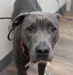 Shelter Stray Female Dog last seen Near Solana Street, San Diego, CA, 92114, 5500 Gaines St, San Diego, CA 92110, USA