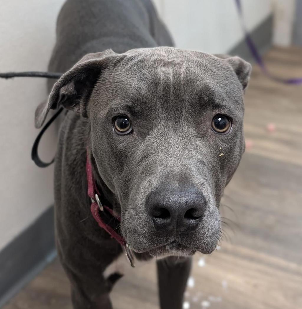 Shelter Stray Female Dog last seen Near Solana Street, San Diego, CA, 92114, 5500 Gaines St, San Diego, CA 92110, USA