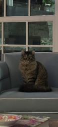 Lost Female Cat last seen Mockingbird/Preston, Dallas, TX 75205
