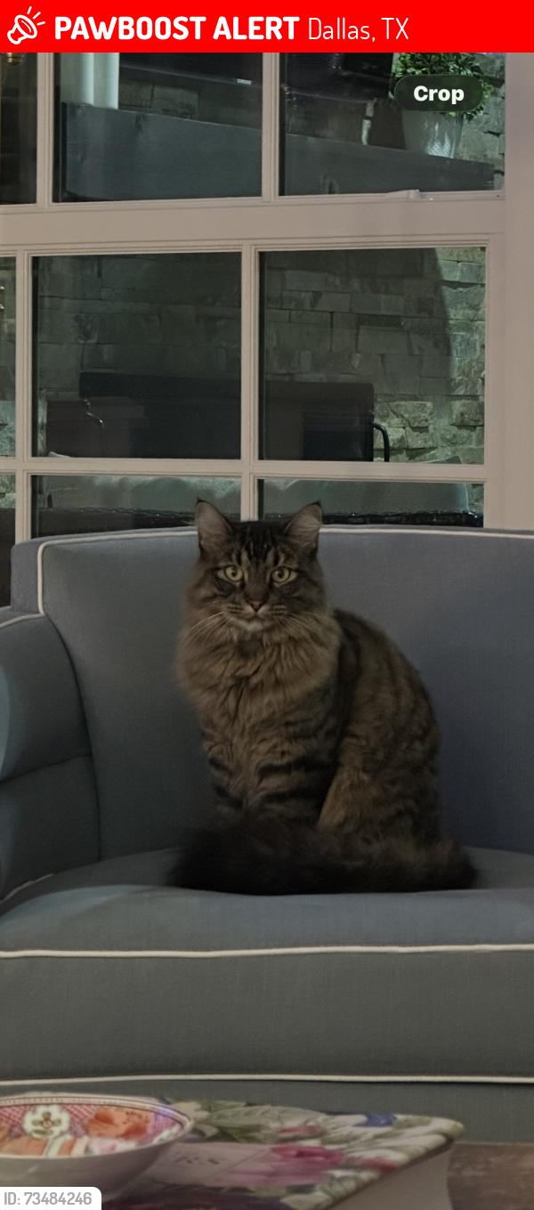 Lost Female Cat last seen Mockingbird/Preston, Dallas, TX 75205