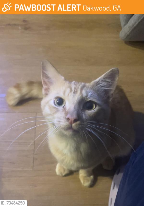 Found/Stray Male Cat last seen Kroger Marketplace near apmts, Oakwood, GA 30566