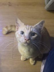 Found/Stray Male Cat last seen Kroger Marketplace near apmts, Oakwood, GA 30566