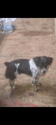 Lost Male Dog last seen Garfield and Auburn Blvd, Carmichael, CA 95841