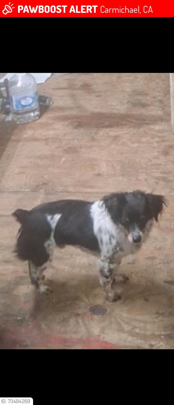Lost Male Dog last seen Garfield and Auburn Blvd, Carmichael, CA 95841